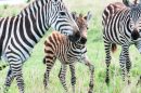 Zebras im Masai Mara Reservat in Kenia