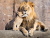 Stolzer afrikanischer Löwe mit seinem Jungen