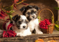 Biewer Terrier Welpen
