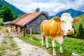 Kuh vor einem bayerischen Bauernhaus