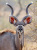Männlicher Größer Kudu