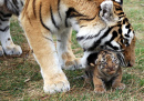 Neugeborenes Tigerjunges und seine Mutter
