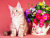 Maine Coon Kätzchen und Blumen