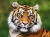 Porträt eines bengalischen Tigers