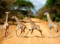 Tsavo-East-Nationalpark, Kenia