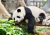 Schlafender Panda in Hongkong