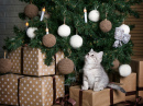 Kätzchen unter dem Weihnachtsbaum