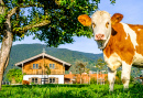 Eine Kuh in den österreichischen Alpen