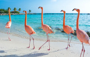 Rosa Flamingos, Aruba
