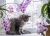 Katze auf der Fensterbank mit Orchideen