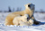Eisbärenfamilie, Wapusk NP, Kanada