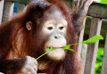 Ein junger Orang-Utan, malaysisches Borneo