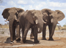 Drei Elefanten in Afrika
