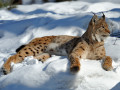 Luchs im Schnee
