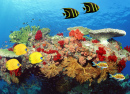Korallenriff und tropische Fische