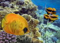 Maskenfalterfisch am Korallenriff