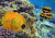 Maskenfalterfisch am Korallenriff