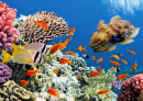 Tropische Fische an einem Korallenriff