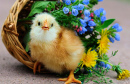 Süßes Huhn und ein Blumenkorb