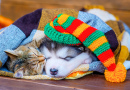 Tabby Cat und Malamute Welpe schlafen auf einer Decke
