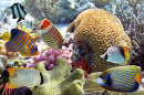Tropische Fische und Korallenriffe