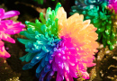 Regenbogen-Chrysantheme