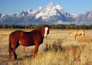Pferde in Grand Teton NP