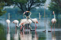 Flamingos-Keoladeo-National-Park