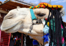 Camel Face, Nubien, Ägypten
