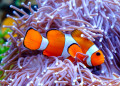 Clownfisch und Seeanemone
