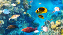 Bunte tropische Fische an einem Korallenriff
