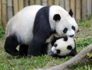 Große Pandas, China