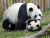 Große Pandas, China