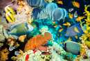 Tropische Fische und Korallenriff