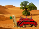 Kamel auf den Sanddünen