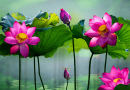 Schöne rosa Lotusblume im See