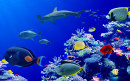 Wunderschönes Korallenriff mit tropischen Fischen