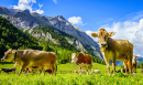 Kühe auf der Eng Alm in Österreich