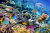 Korallenriff mit Fischen in Ägypten