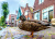 Enten und traditionelle Häuser in Volendam