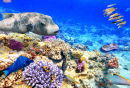 Wundervolle und schöne Unterwasserwelt