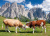 Kühe grasen in den Dolomiten