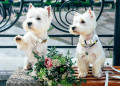 West Highland White Terrier auf der Bank