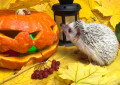 Halloween Kürbislaterne und Kleiner Igel