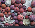 puzzle sea urchin shells