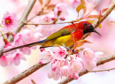 Bunter Sonnenvogel auf einem blühenden Kirschbaum