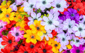 Bunte Blumen