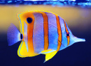 Kupferband-Schmetterlingsfisch - Chelmon Rostratus