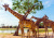 Giraffen im Safaripark