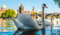 Karlsbrücke und Moldau in Prag